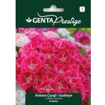 Genta Prestige Ankara Çiçeği Godetya Tohumu