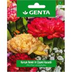 Genta Prestige Karışık Renkli Iri Çiçekli Karanfil Tohumu – Kalıcı, Kokulu ve Pozitif Gelişimli Bahçe Çiçeği - 1 Adet