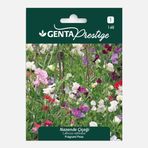 Genta Prestige Nazende Çiçeği Tohumu