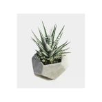 Geometrik Beton Saksıda Haworthia