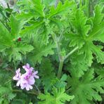 Geranium Seedling Rose Scented Itır Fidanı Fidesi Gül Kokulu 10-20 cm