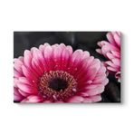 Gerbera Çiçeği Tablosu 125 x 80