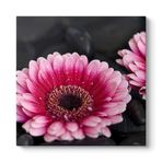 Gerbera Çiçeği Tablosu 70 x 70