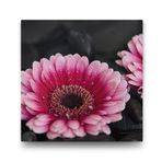 Gerbera Çiçeği Tablosu - 80x80cm