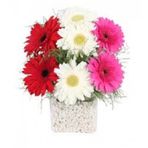 Gerbera Çiçeği Tohumu 5 Adet Tohum Jerbera Çiçek Tohumu