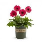 Gerbera Çiçeği Tohumu Ekim Seti 5 Tohum + Saksı + Toprak + Süpriz