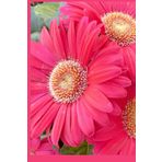 Gerbera Daisy Notebook: 120-Lined Pages for Writing