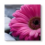 Gerbera & Taşlar Tablosu 50 x 50