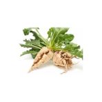 Getar Seeds 10 gr Şeker Pancarı Tohumu