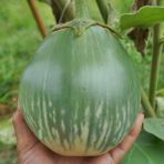 Giant Thai Dev Yesil Patlican Tohumu (15 Tohum)