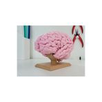 Giftbox3d Tam Boy İnsan Beyni Anatomik Figürü