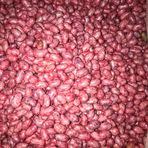 Gina Oturak Fasulye Tohumu 100 Gr
