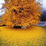 Ginkgo Biloba Mabet Ağacı 20 cm