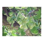 GINKGO biloba Mabet Ağacı Tohumu (3 tohum)