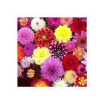 Gizemcan Çiçek Yıldız (Dahlia) Soğanı Mix