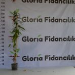 Gloria Fidancılık 2 Yaş Saksıda Melisa Kolonya Çiçeği 110-150cm