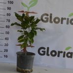 Gloria Fidancılık 3 Yaş 12 Lt Saksıda Manolya Çiçeği Fidanı Boy 70-90 Cm