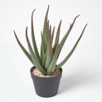 Gloria Fidancılık 4 Adet Aloe Vera Bitkisi 20-30 Cm