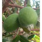 Gloria Fidancılık Saksıda Feijoa (Kaymak Ağacı) Fidanı 3 Yaş - 90-110 Cm Boy