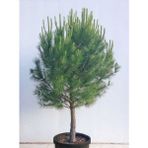 Gloria Fidancılık Saksılı Fıstık Çam Fidanı Boy 70-100CM - yok