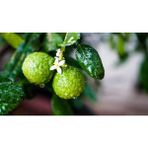 Gloria Fidancılık Tüplü Aşılı Bergamot Fidanı 2 Yaş - 90-110 Boy - yok