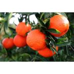 Gloria Fidancılık Tüplü Aşılı Klemantin Mandalina Fidanı 2 Yaş(100-120 Cm)