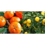 Gloria Fidancılık Tüplü Aşılı Yediveren Limon + W.murcott Mandalina Fidanı(2li Paket) - yok