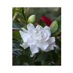 Gloria Kokulu Gardenya Çiçeği (büyük Saksıda)