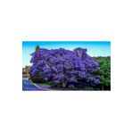 Gloria Saksılı Jacaranda (jakaranda) Ağacı Fidanı (110-150 Cm)