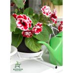 Gloxinia Kırmızı-Beyaz Bardak Menekşesi 1 Adet Saksılı 10-15CM Balkon Çiçeği