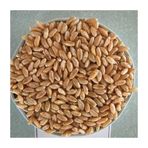 Gluno 200 gr Karabuğdaylı Arpa Şehriye
