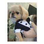 Gobo Goboticaret Kedi ve Köpek Takım Elbisesi Siyah Papyonlu Smokin Kıyafeti Damatlık