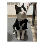Gobo Siyah Papyonlu Smokin Damatlık Kedi ve Köpek Elbisesi Kıyafeti Takım Elbise Small/S/Beden 1