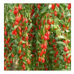 Goji Berry Fidanı Tüplü
