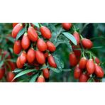 Goji berry Orange Turuncu Kurt Üzümü Fidanı, 40-60 cm , +5 Yaş, Saksıda