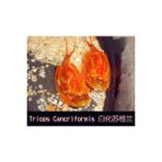 Gök Mavisi Tarzı Üçlü Set Su Oyuncakları Triops Akvaryum Pet Trioeggs (Yurt Dışından) - 1