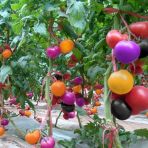 Gökkuşağı Cherry Domates Tohumu Regarenk Domates Tohumu 10 Tohum