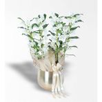 Gold Metal Saksıda 4 Dallı Bambu Orkide (Dendrobium) Aranjmanı