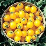Gold Nugget Cherry Domates