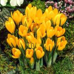 Golden Yellow Altın Sarısı Çiğdem Soğanı-5 Adet