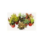 GoldLotus 10'lu Sukulent Ve Sedum Mix Set /hediyelik /teraryum Malzemeleri TYC00191736941