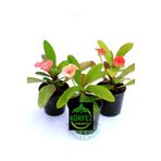 GoldLotus 3 Adet Dikenler Tacı 5,5cm Saksı ithal Sarı Kırmızı Pembe Beyaz Ebruli