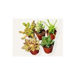 GoldLotus 5'li Sukulent Ve Sedum Mix Set /hediyelik /teraryum Malzemeleri TYC00191738402