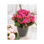 GoldLotus Açık Pembe Canlı Kalanchoe Çiçeği Saksılı Ithal Küçük Saksıda