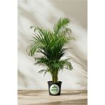 GoldLotus Areka Palmiyesi - Areca Palm 80-100 Cm