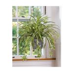 GoldLotus Chlorophytum Comosum Kurdele Çiçeği Askılı Saksıda Dolgun Formlu