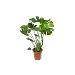 GoldLotus Deve Tabanı Bitkisi 60-70 Cm Monstera Deliciosa Özel Kutulu