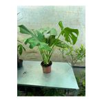 GoldLotus Deve Tabanı - Monstera Deliciosa - 60-80 Cm Boyunda Özel Kutulu
