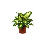 GoldLotus Dıfenbahya Camilla 20-30 Cm