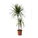 GoldLotus Dracena Marginata Bitkisi - Madagaskar Dragon Ağacı 2'li 90-110 Cm